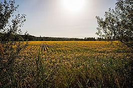 普羅旺斯,光,花