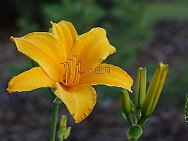 花卉,百合,黃色的花