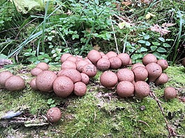 蘑菇,食物,森林