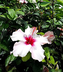 槿,粉紅色,花