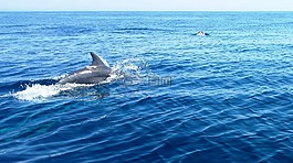 海豚,野生,自然