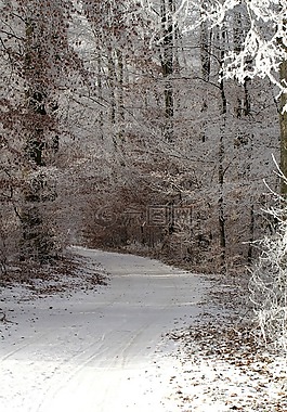 冬天,寒冬,一个白雪皑皑的路径