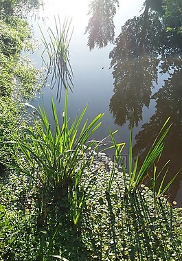 水,綠色,樹(shù)