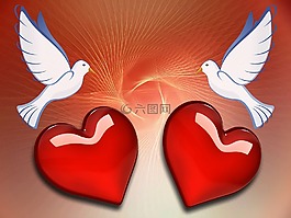 鴿子,心臟,愛情