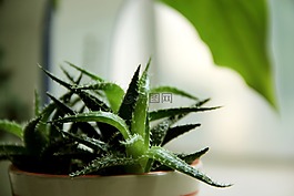 蘆薈,多肉,多肉植物