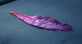葉,滴,水