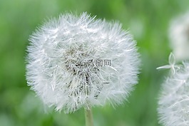蒲公英,花,指出花