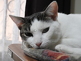 猫,加塔,弗利纳