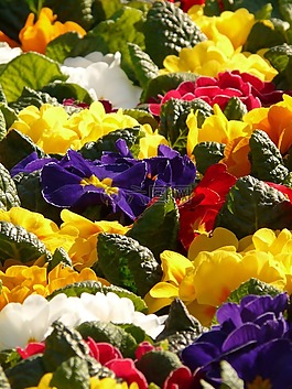 報(bào)春花,黃花九輪草,豐富多彩