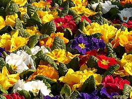 報(bào)春花,黃花九輪草,豐富多彩