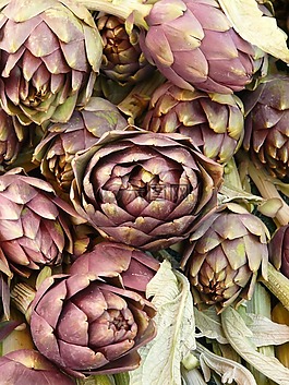 朝鲜蓟,蔬菜,厂