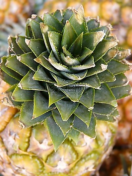 菠蘿,水果,甜