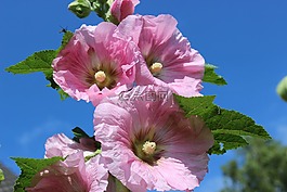 股价上涨,鲜花,粉红色