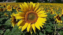 花,廠,太陽花