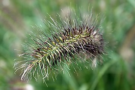野生草,草,野生