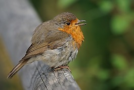羅賓,鳥,鳴鳥