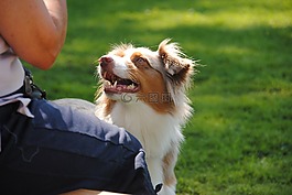 狗,hundesport,乐趣