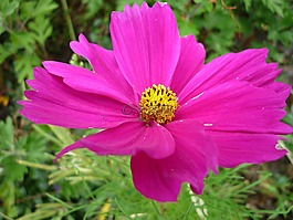cosmea,性质,花