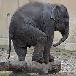 大象,動(dòng)物園,動(dòng)物