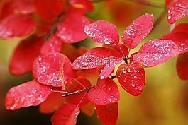 秋季,拉布拉多茶,紅葉