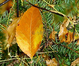 秋季,葉子,樹