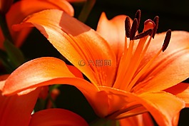 百合,橙,植物群