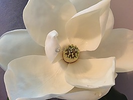玉蘭,花,植物
