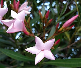粉紅色,明星,花