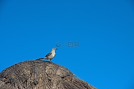 鳥,野生動物,自然