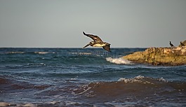 鳥,cormoran,海