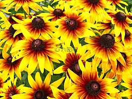 花,花園,黃色