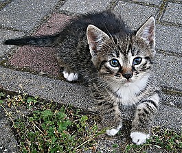 cic-mic,小猫,小