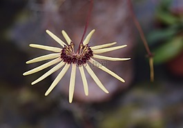 蘭花,cirrhopetalum,花
