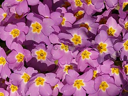 報(bào)春花,黃花九輪草,廠