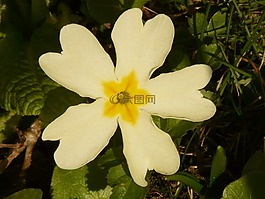 報(bào)春花,黃花九輪草,廠