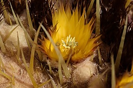 花在荊棘,黃色,自然