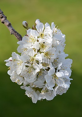 櫻花,鮮花,櫻桃