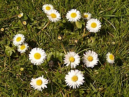 雛菊,花,廠