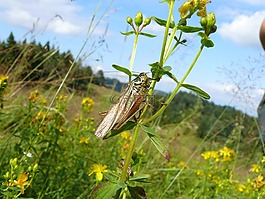 昆蟲(chóng),鮮花,自然