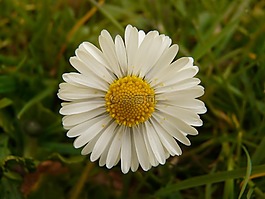 雛菊,花,廠