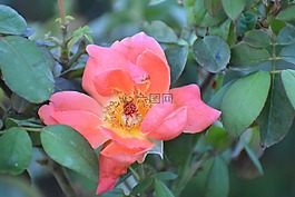 花,花藥,花瓣