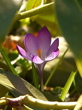 藏紅花,春天,紫
