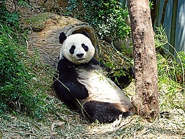 熊貓,瀕危,罕見
