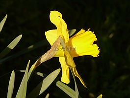 水仙,喇叭水仙,花