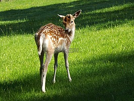 獐鹿,kitz,小鹿