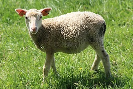 動物,羊肉,性質(zhì)