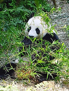 熊貓,瀕危,罕見
