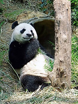 熊貓,瀕危,罕見