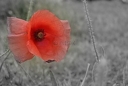 罌粟,紅色花