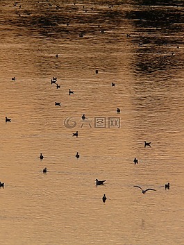 鴨,河,abendstimmung